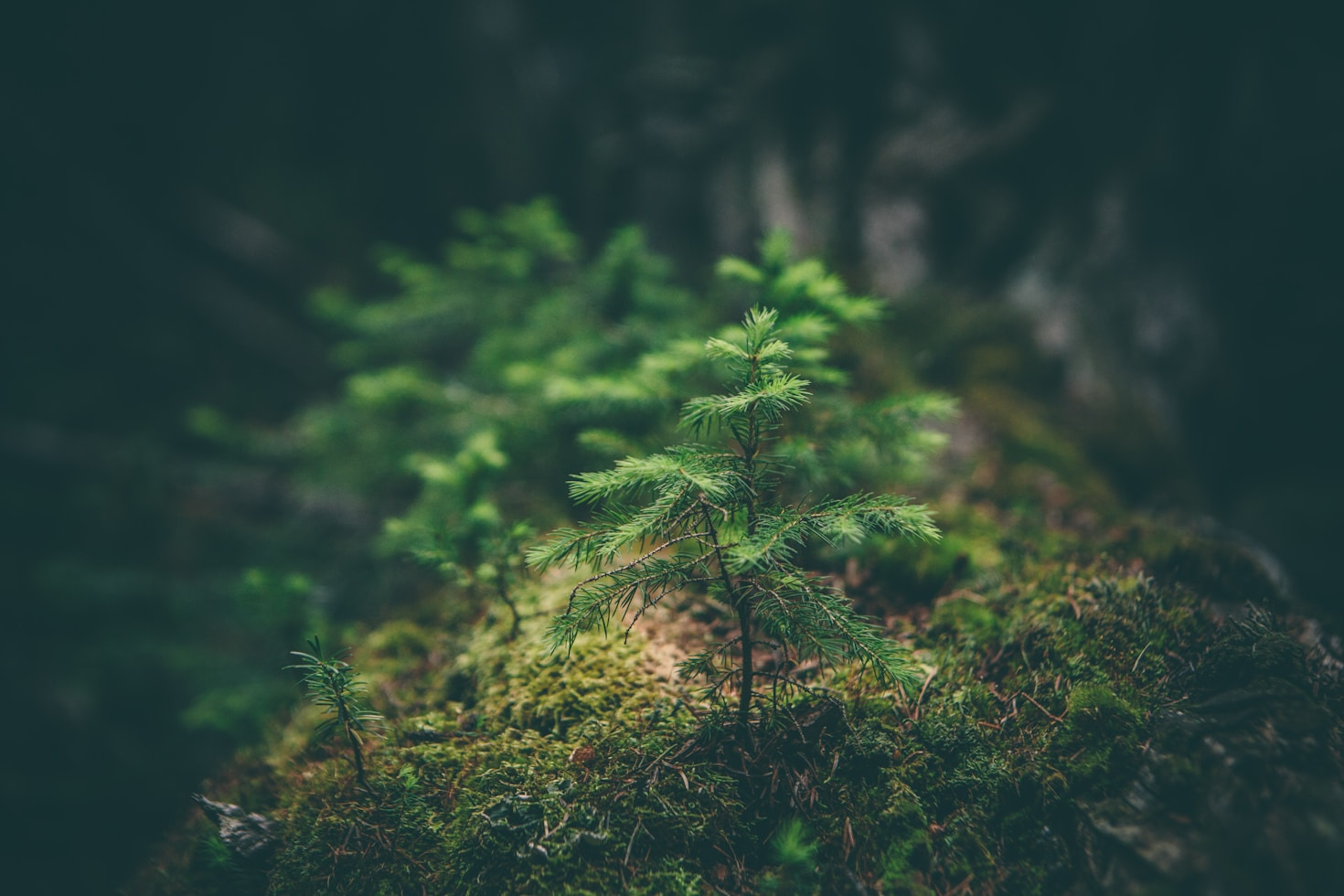 You are currently viewing Stories of Community Action for the Planet